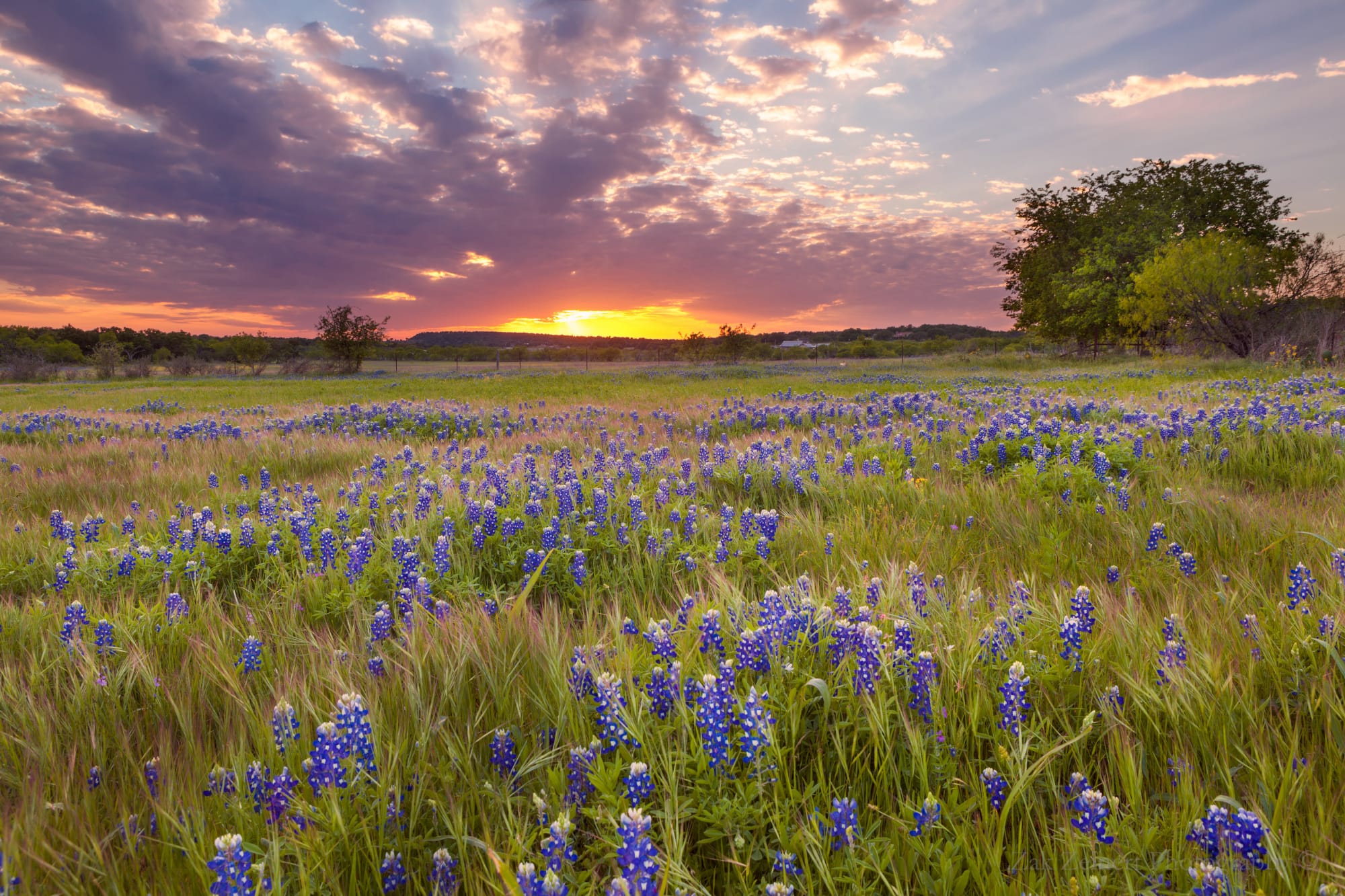 Texas